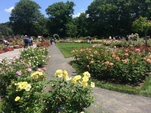 Jardines de rosas, Jardim Botanico del Bronx, NY.