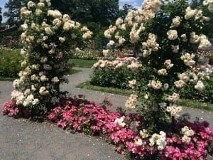 Jardines de rosas, Jardim Botanico del Bronx, NY.