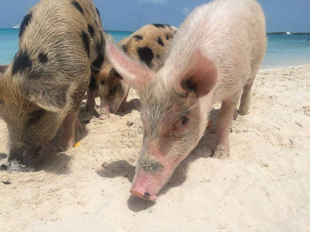 Cerdos de todos los colores en Pig Beach, Bahamas.