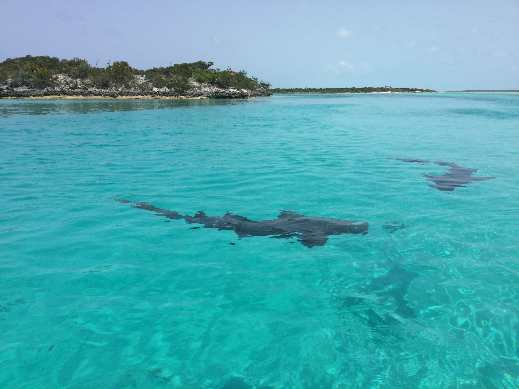 Compass Cay, Exumas.