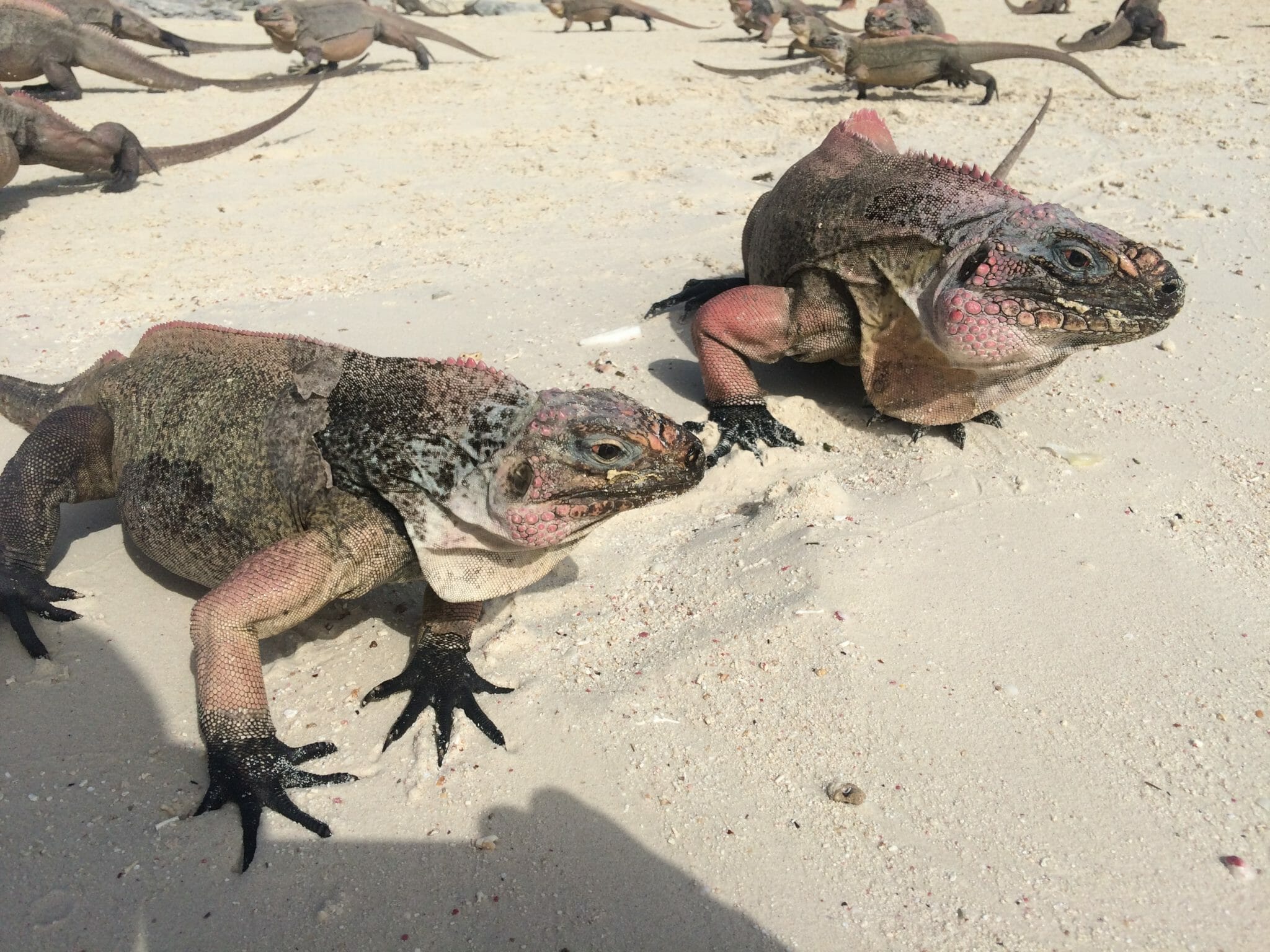 Three days in the Bahamas
