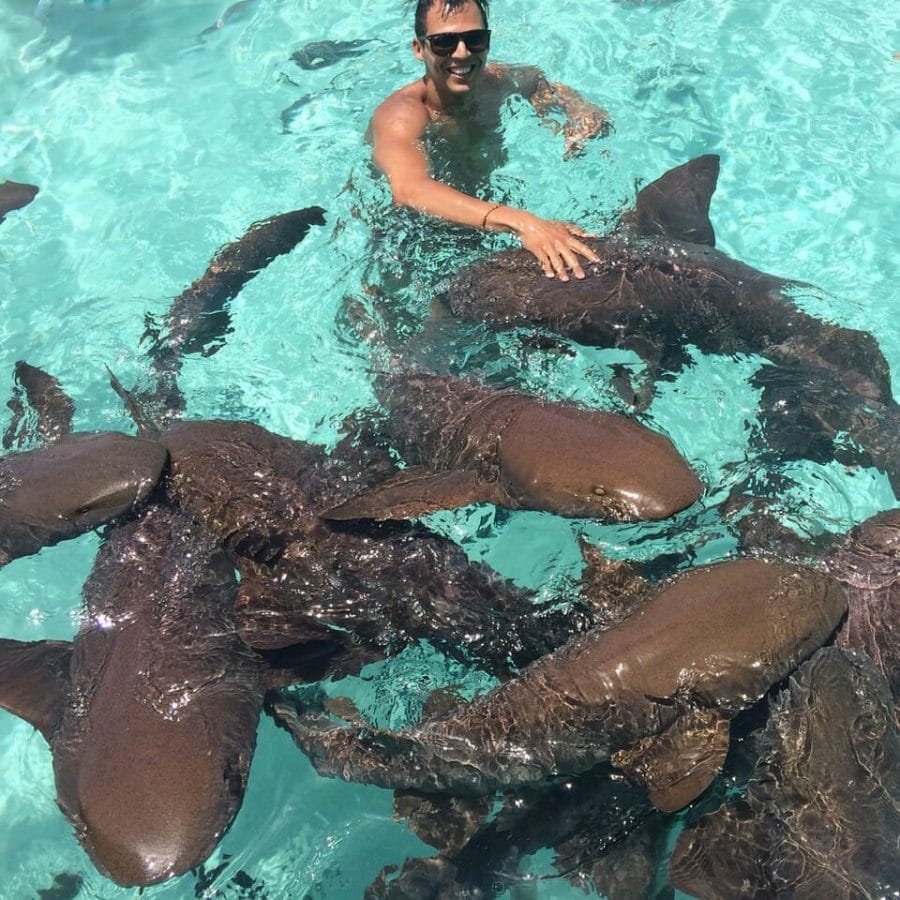 A man swimming with sharks on Compass Cay, Bahamas
