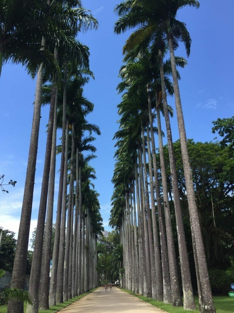 Imperial Palm trees at Rio Botanical Garden, Rio de Janeiro.