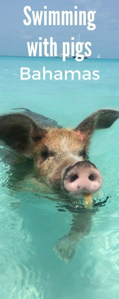 Swimming with pigs and sharks 