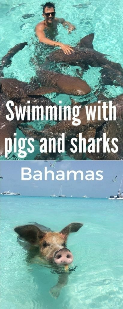 Swimming with pigs and sharks 