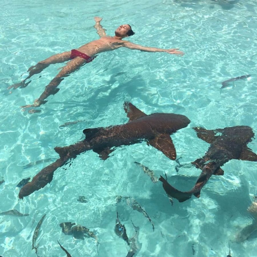 A man floating in the water surrounded by nurse sharks at Compass Cay, the Bahamas