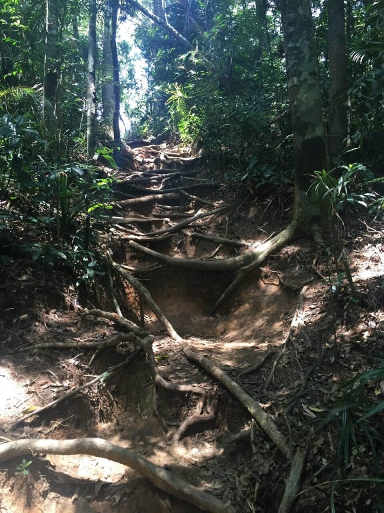 Some parts of trail to Pedra da Gavea are full of roots, Rio de Janeiro, Brazil