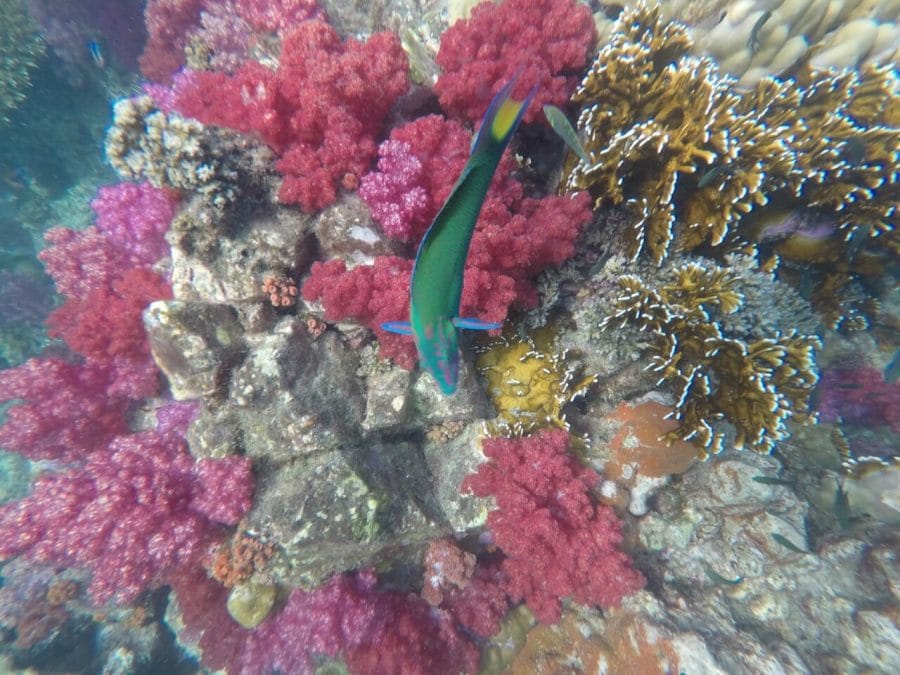 a parrot wrasse on the coral reefs of Jabang, one of the best places to snorkle in the Tarutao National Marine Park where you can see a variety of sea life
