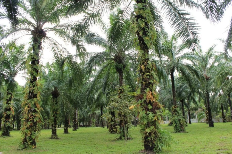 um jardim com várias palmeiras em Aonang, Tailândia