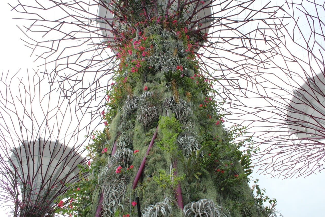 Supertrees, dramatic vertical plants that consist of four parts: a reinforced concrete core, trunk, planting panels for the living skin, and the canopy (some of them have photovoltaic cells on the canopy to harvest solar energy).