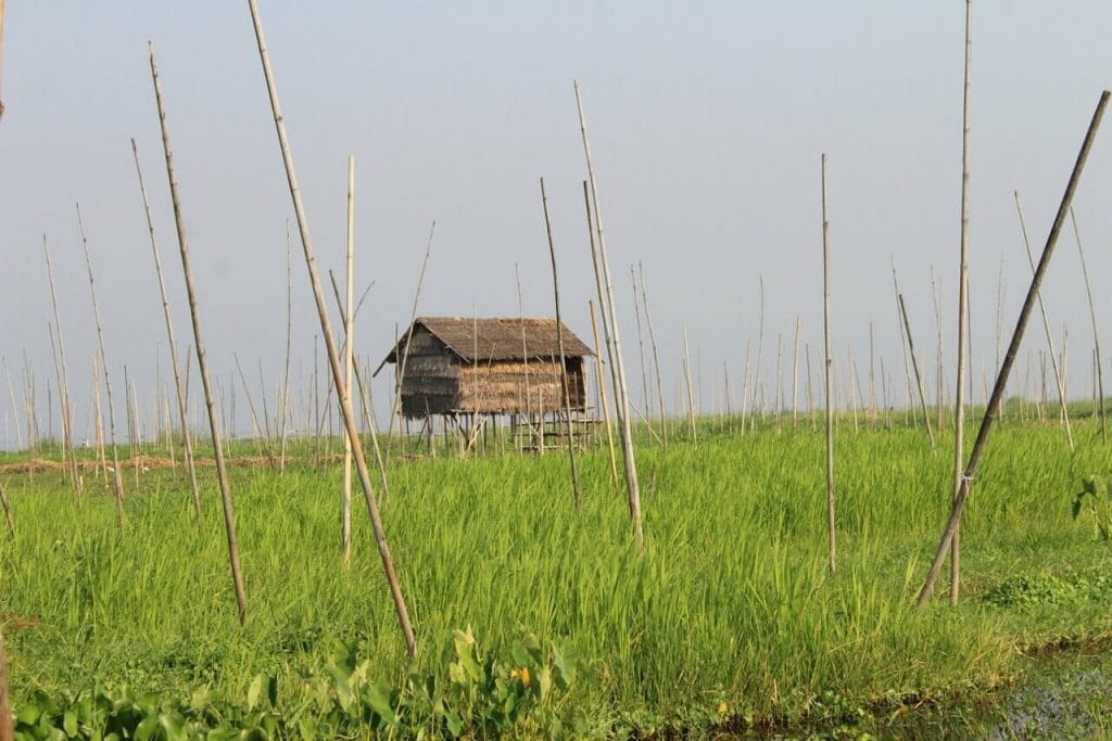 Uma horta flutaunte com uma casa de palafitas no meio, Lago Inle, Myanmar