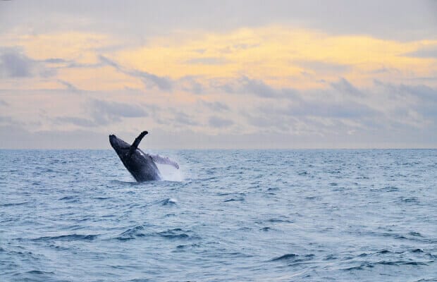 Observacion de ballenas en Abrolhos, Bahia