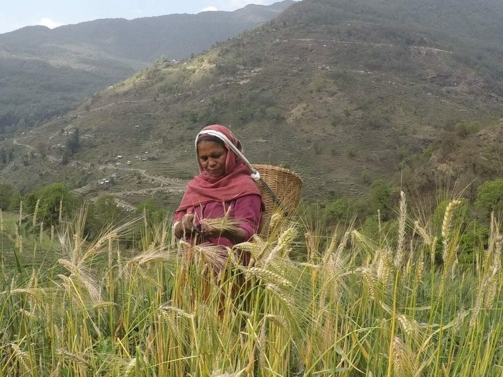 A Nepalese woman wearing a light-red jumper with a basket haversting rice in a rice field in Nepal.