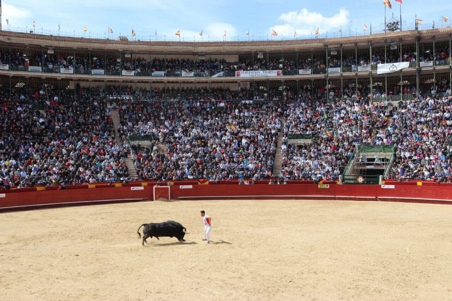 If the bulls aren’t injured is it acceptable to watch a bullfight? 4 bullfighting-valencia-spain-recortes