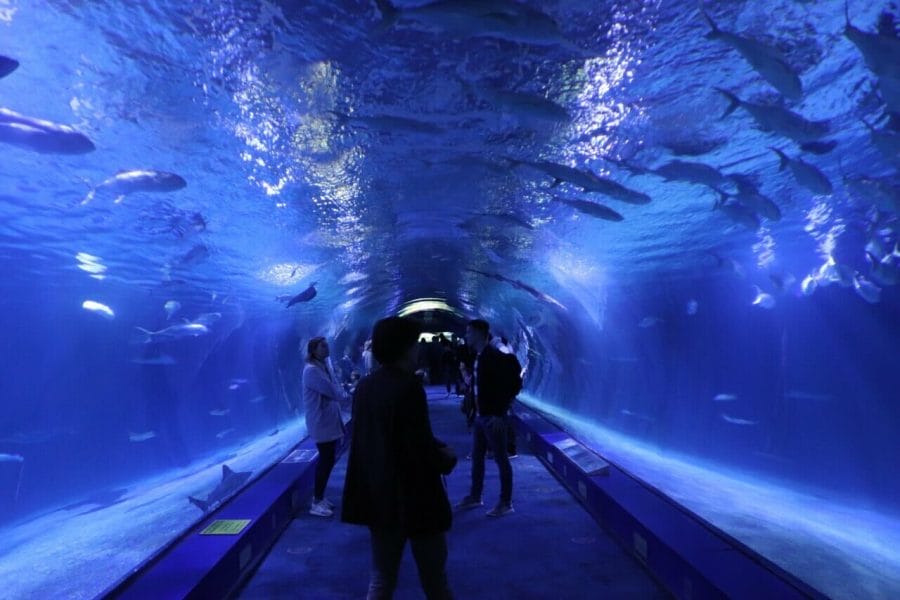 Some people inside an aquarium tunnel at  L'Oceanogràfic, Valencia, Spain