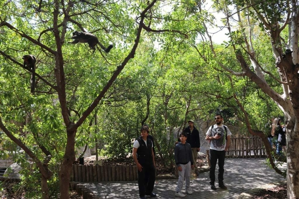 Cuatro personas bajo unos árboles mirando a los lémures en las ramas del Bioparc Valencia, España