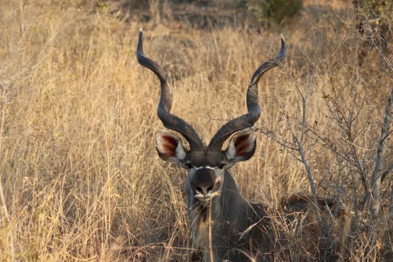 Sabi Sands & Kruger Park Safari: A Once-in-a-lifetime Experience!