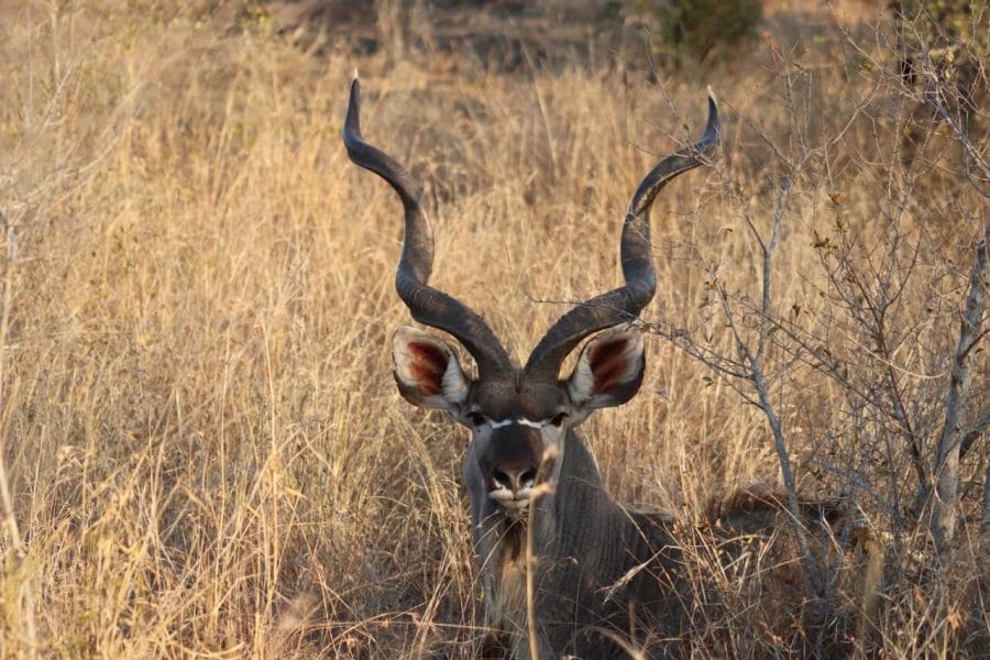 a kudu in the middle of the African savanna in Sabi Sands game reserve
