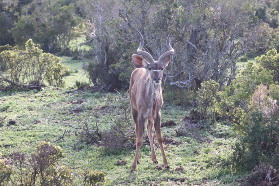What to Expect from an Addo Elephant Park Safari 2 Addo Elephant