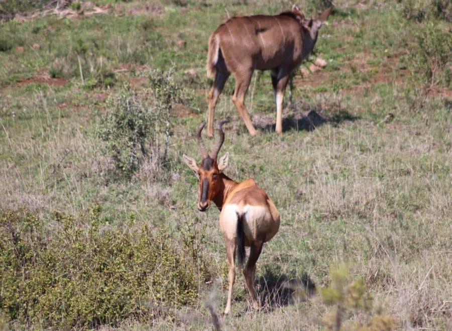 What to Expect from an Addo Elephant Park Safari 6 Addo Elephant Park safari