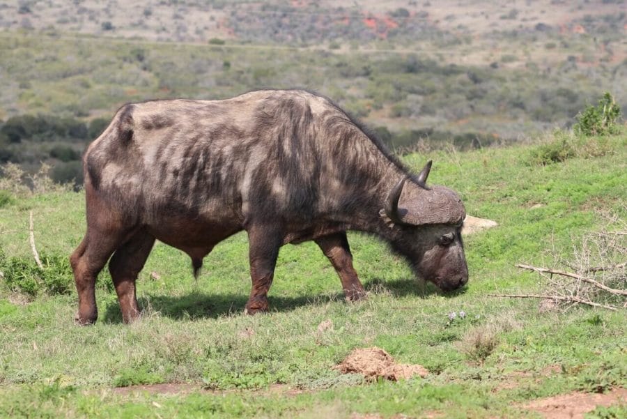 What to Expect from an Addo Elephant Park Safari 1 Safari at Addo Elephant National Park