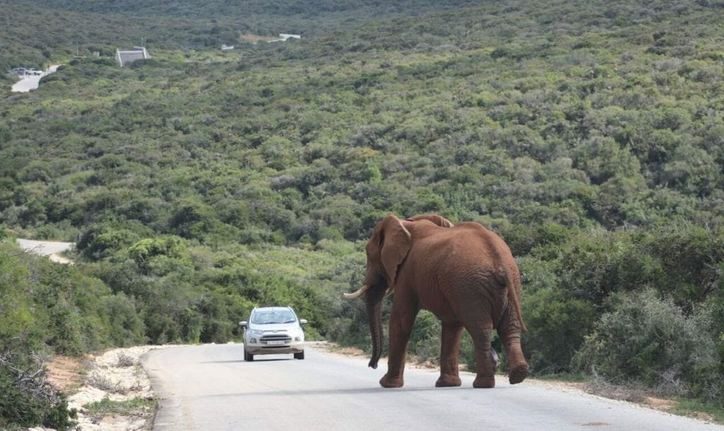 Safári no Parque Nacional Addo Elephant, África do Sul