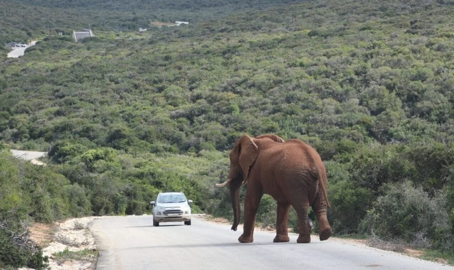 Safari en el Parque Nacional Addo Elephant, Sudáfrica 4