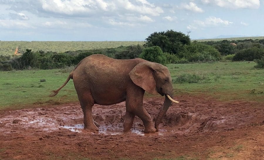 Un baby elefante tomando baño de lodo para protegerse del sol y de los insectos