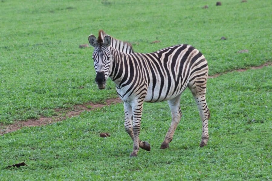 What to Expect from an Addo Elephant Park Safari 5 What to Expect from an Addo Elephant Park Safari 1