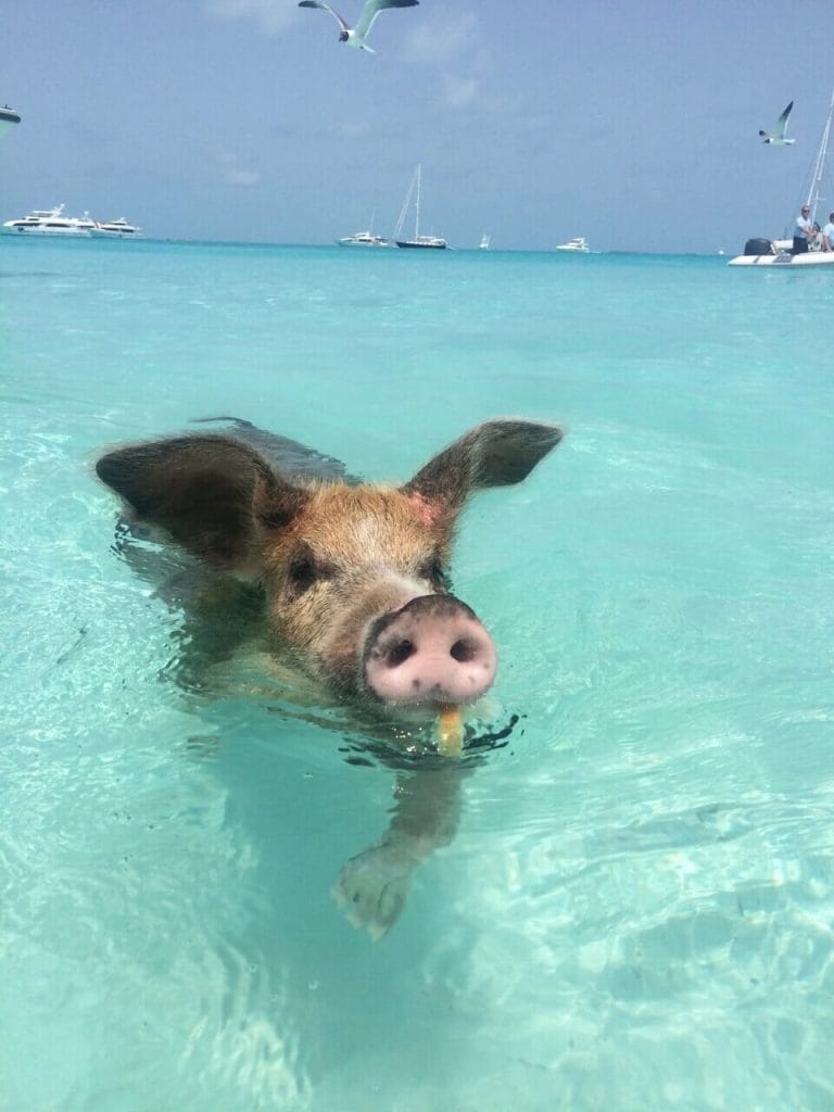 Un cerdo nadando en el agua cristalina de la isla de los cerdos, Bahamas