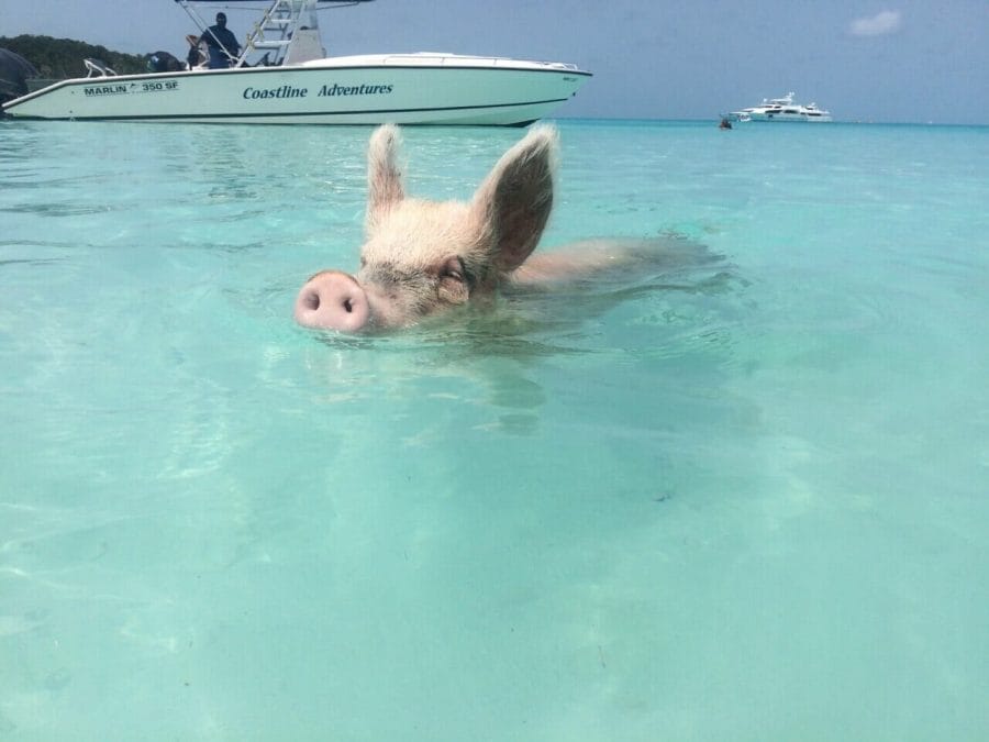 How to Get to Pig Beach, Bahamas: Best Tours, Costs & Tips 5 A pig swimming in the crystalline waters of Big Major Cay, a small island in Exumas, Bahamas, and two boats sailing in the water.
