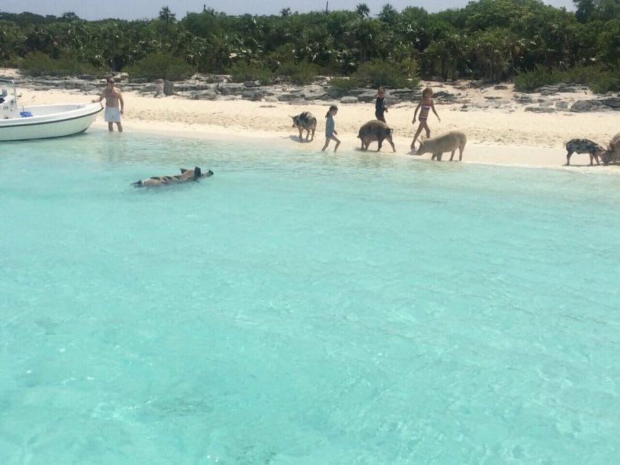 Some people, pigs and piglets walking on the beach at Big Major Cay, Bahamas