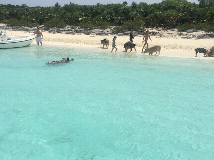 How to Get to Pig Beach, Bahamas: Best Tours, Costs & Tips 3 Some people, pigs and piglets walking on the beach at Big Major Cay, Bahamas