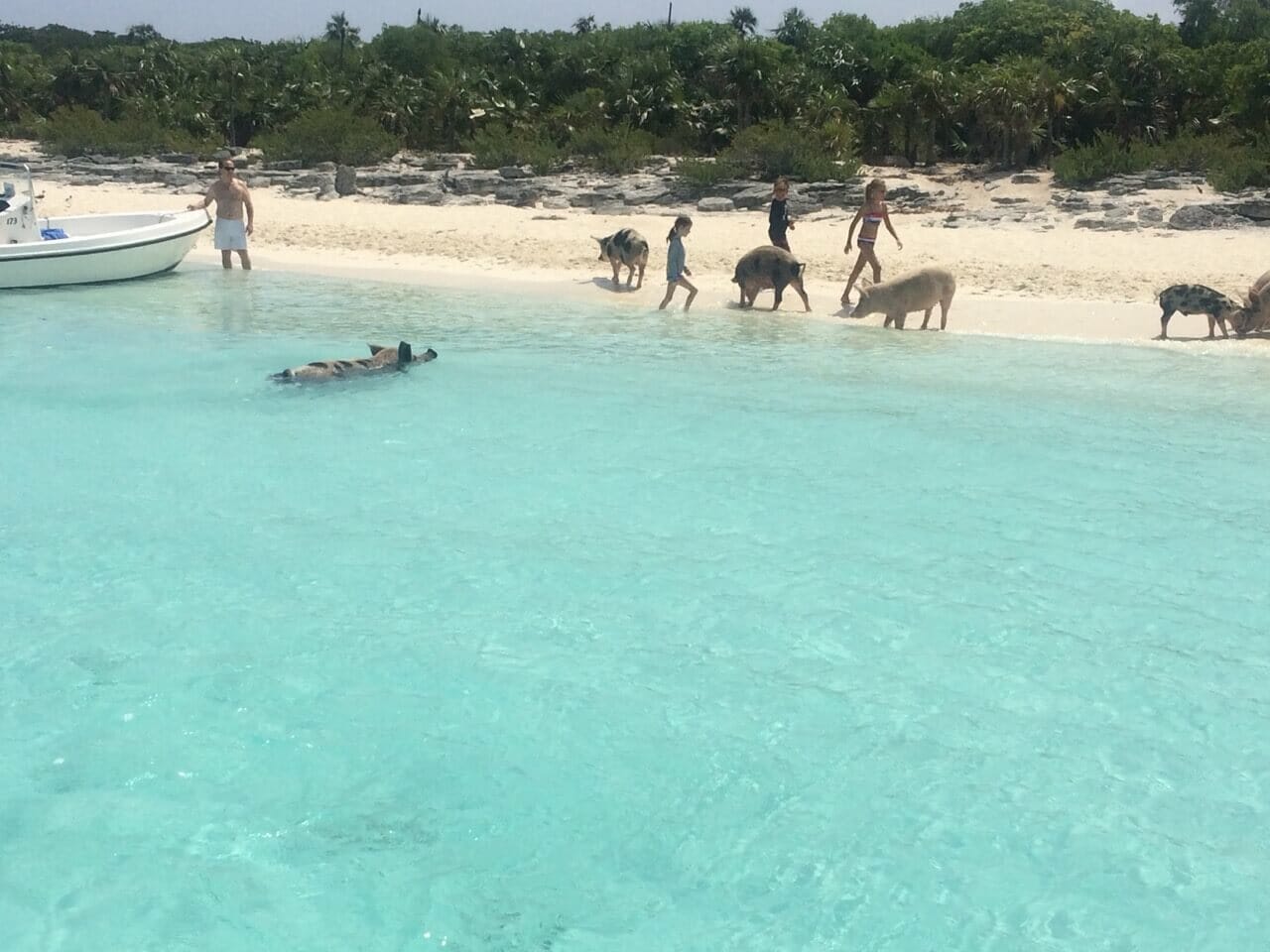 Niños, niñas y cerdos caminando en playa de los cerdos en las Bahamas
