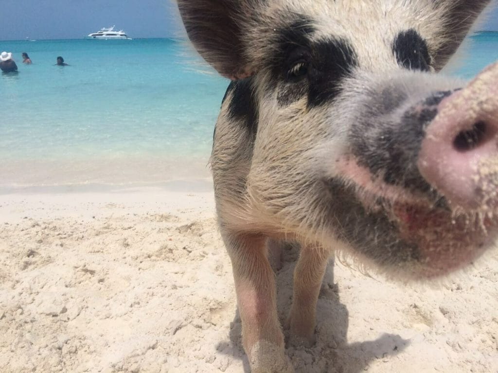 Como Ir à Ilha dos Porcos, Bahamas