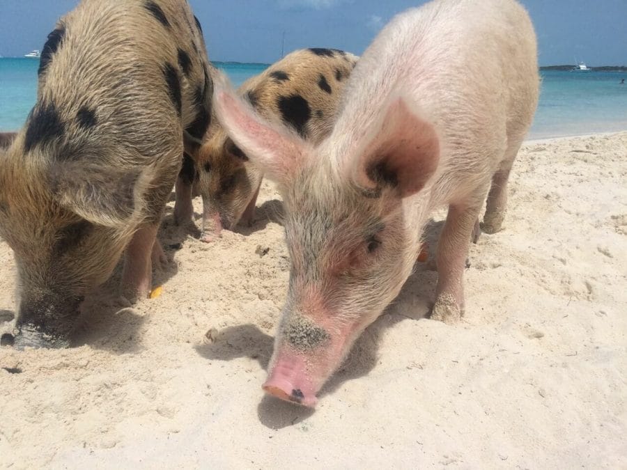 Swimming with pigs and sharks in the Bahamas 3 Pigs of different color, sizes and ages at Big Major Cay (Pig Beach), Bahamas.