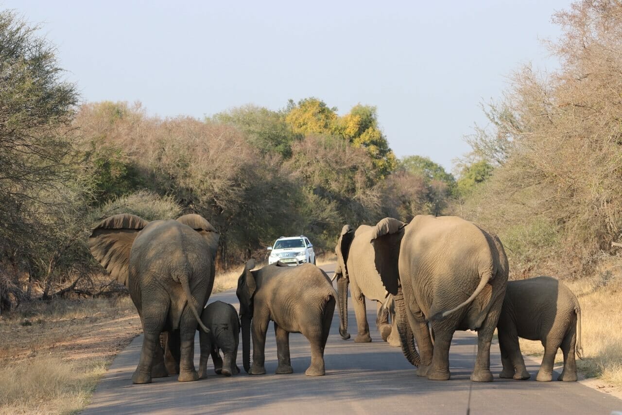 Kruger Park safari