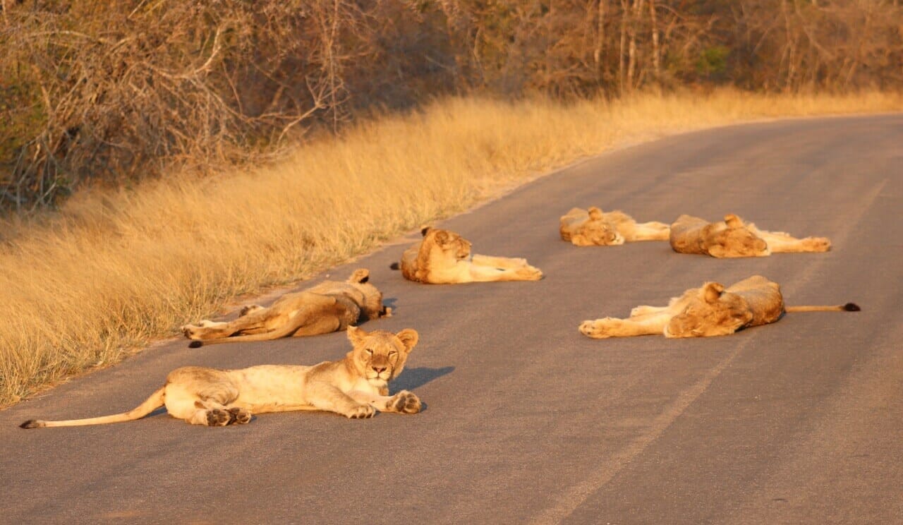 Uma alcateia de leões tirando um cochilo numa estrada do Kruger Park na África do Sul.