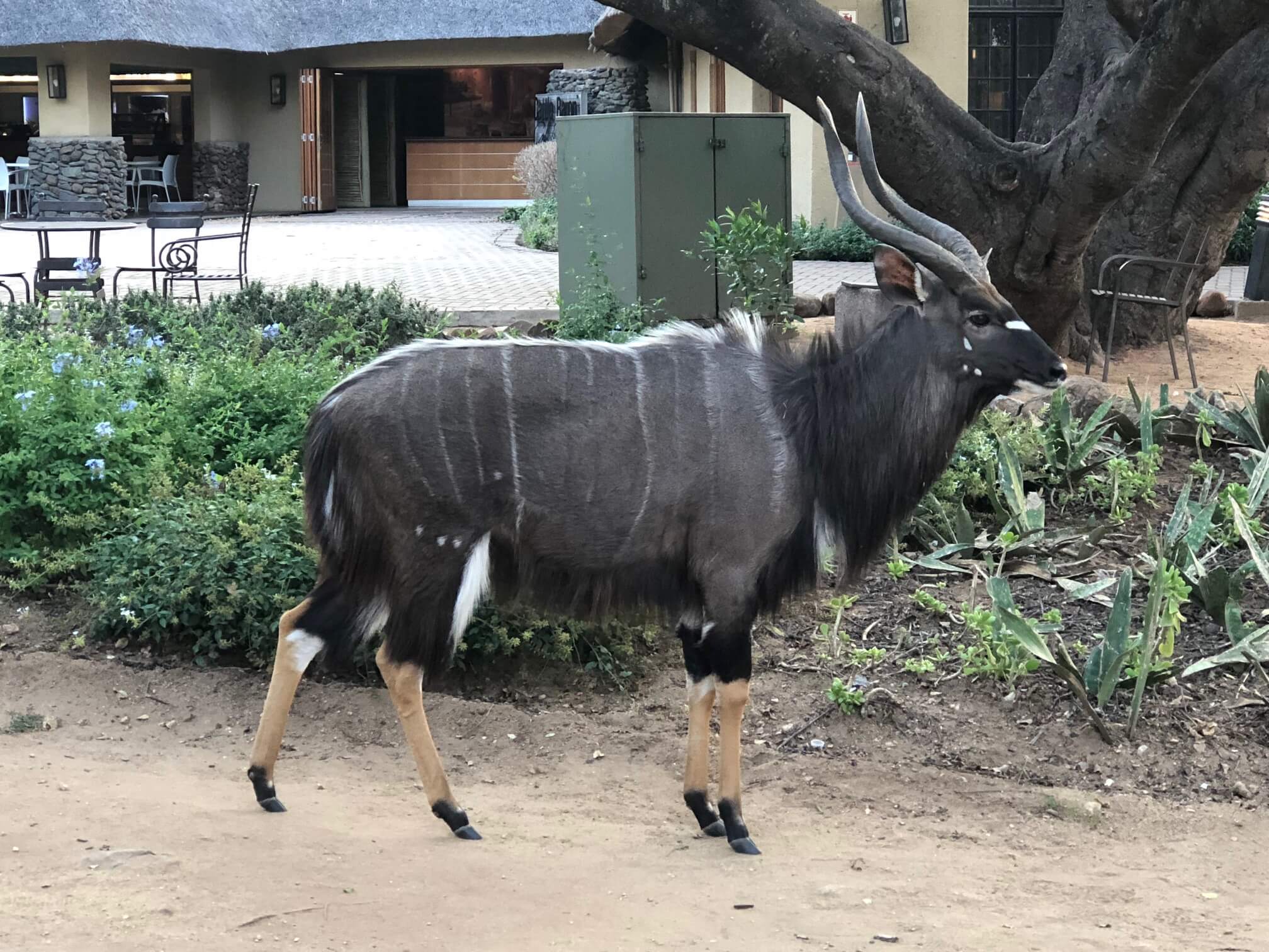 A nyala that passed through the fence at Skukuza Rest Camp in Kruger National Park, South Africa.