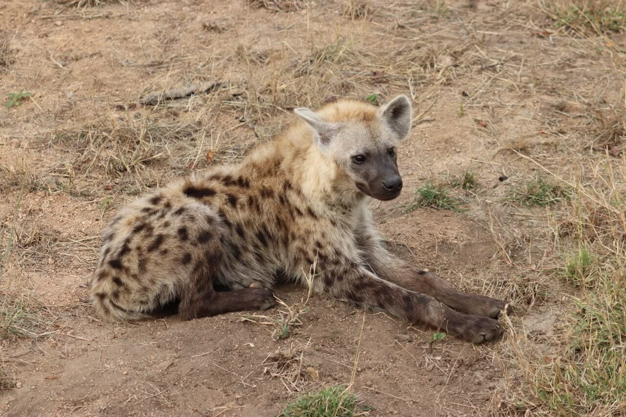 Hyenas have stronger jaws than lions.