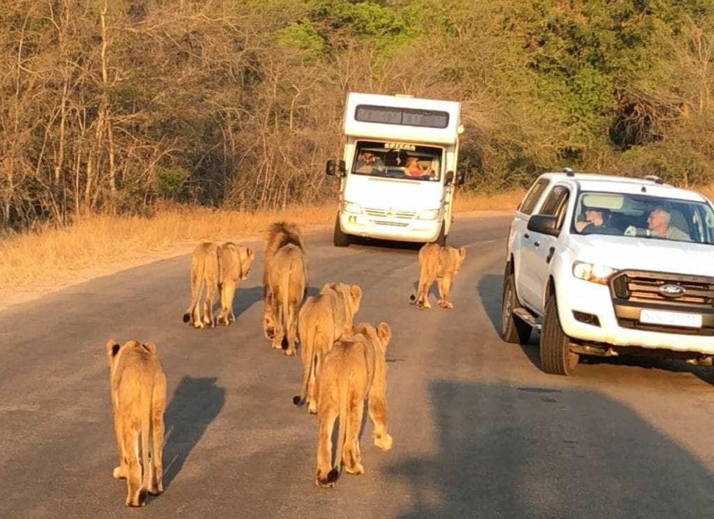 Doing a Kruger Park safari is a once-in-a-lifetime experience