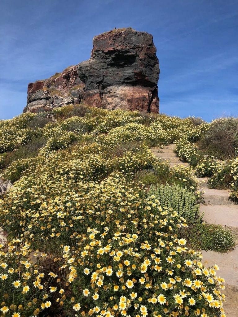 Skaros Rock, an immense rocky promontory, surrounded by yellow flowers in Imerovigli, Santorini