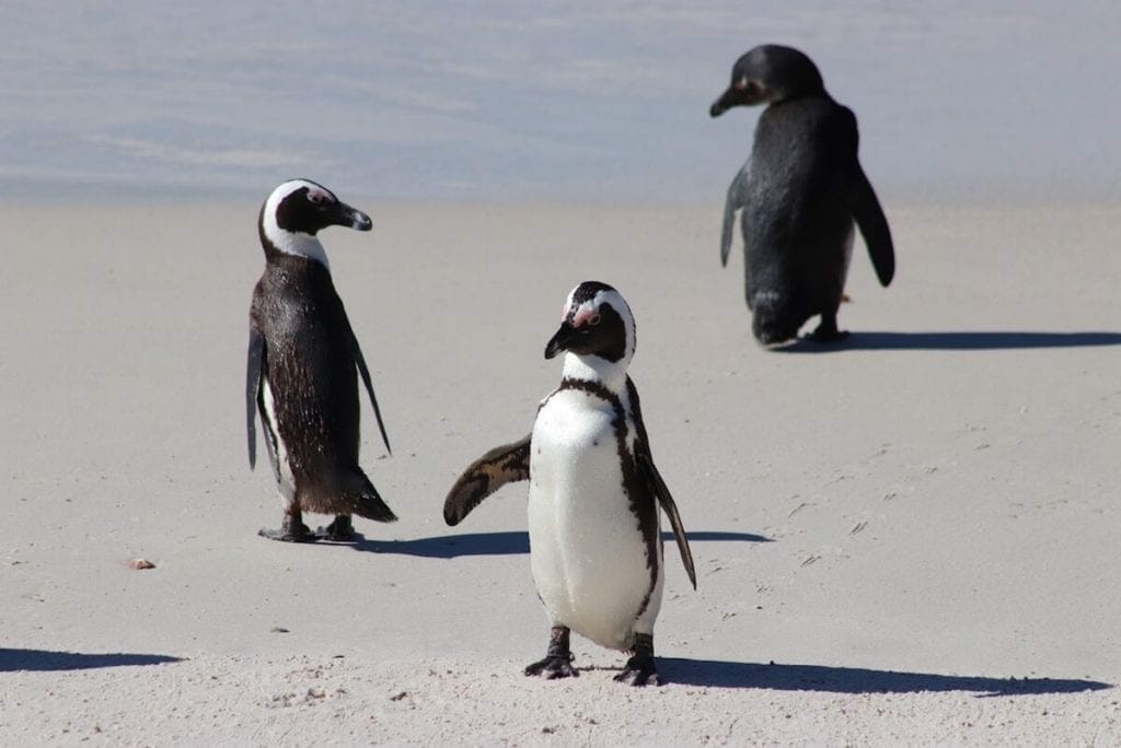 three penguins wadding freely at Boulders Beach, Simon's Town, South Africa