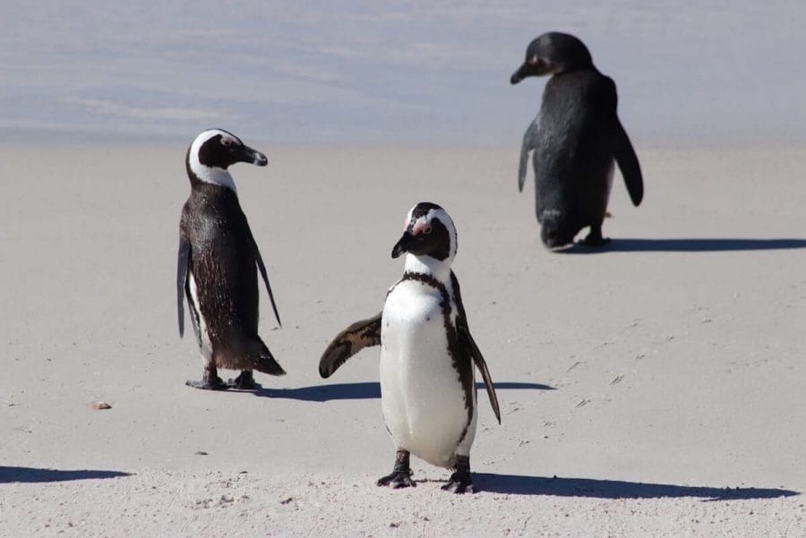 Boulders Beach, a famosa praia dos pinguins, Simon's Town, África do Sul