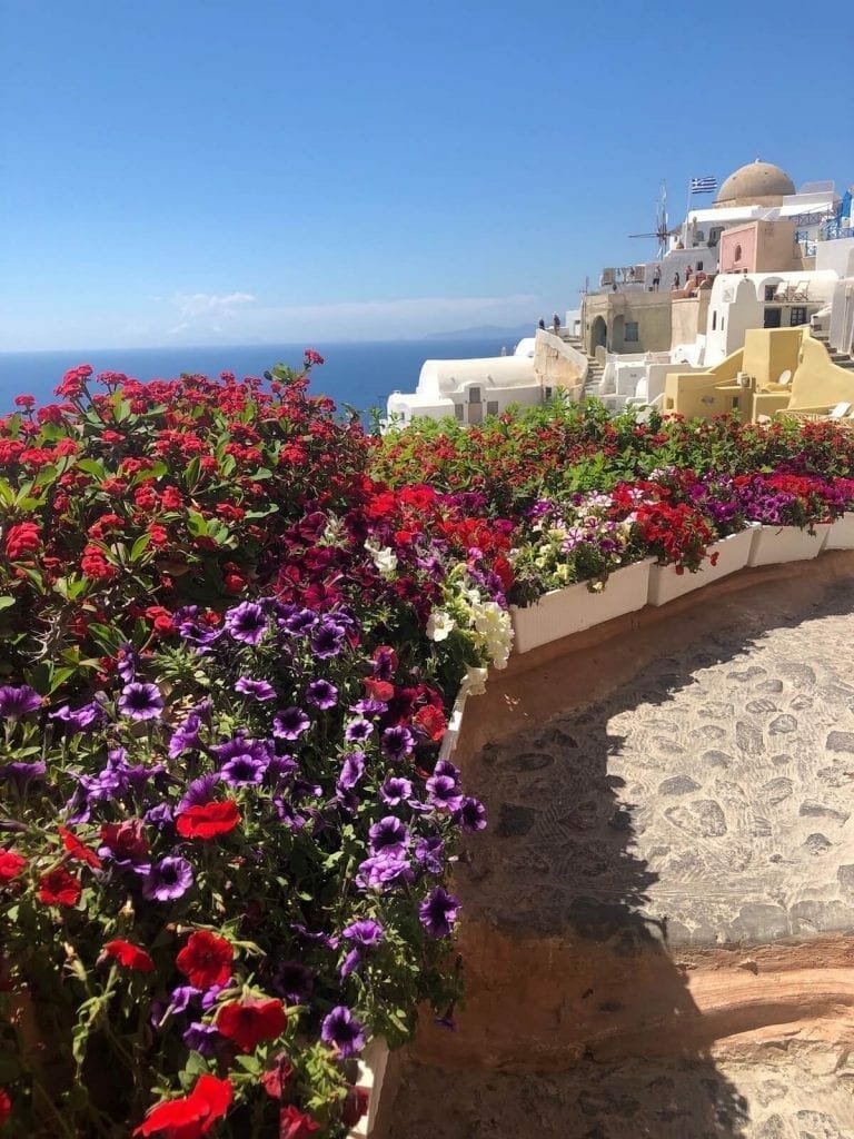 Flores de diferentes colores en la ciudad de Oia, Santorini