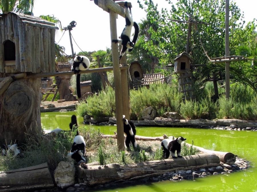 Lemurs playing on an island at Lagos Zoo, Lagos, Portugal