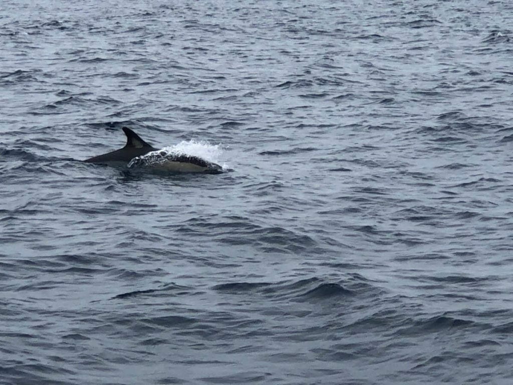 a Short-Beaked Common Dolphin swimming on the coast of Albufeira