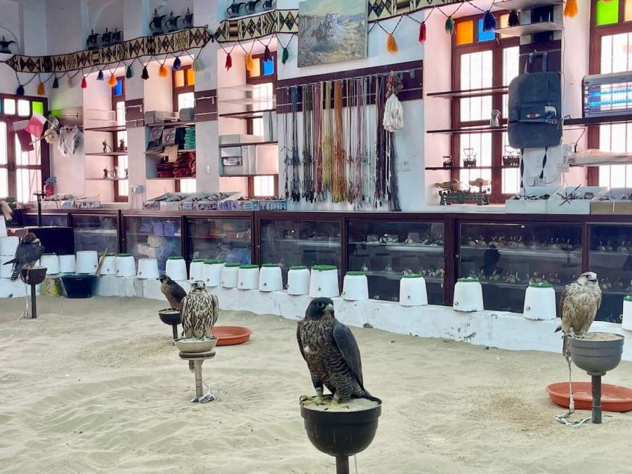 Falcons standing on wooden perches at Falcon Souq, Doha, Qatar