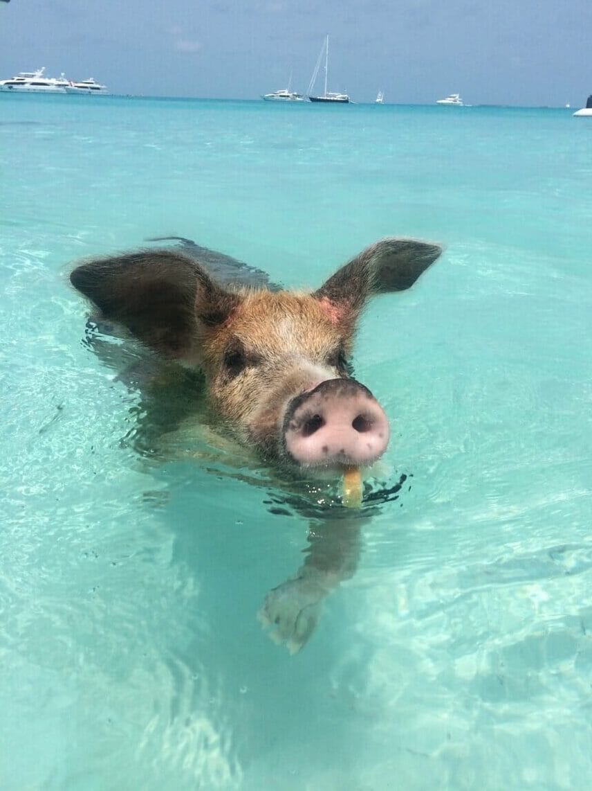 A pig swimming on Big Major Cay, as known as Pig Beach, Exuma, the Bahamas