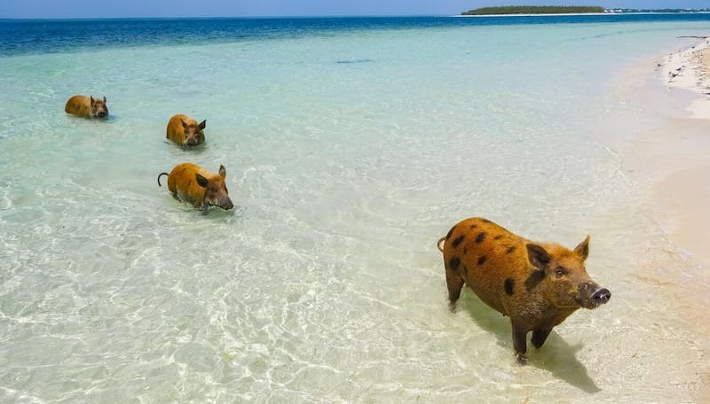 Where to Swim with Pigs in the Bahamas: 7 Stunning Pig Islands